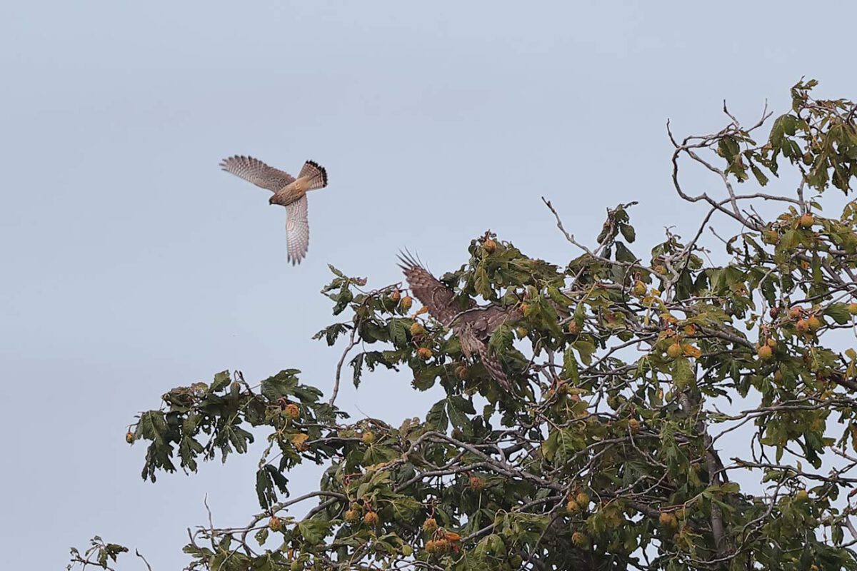 Turmfalke attackiert Habicht