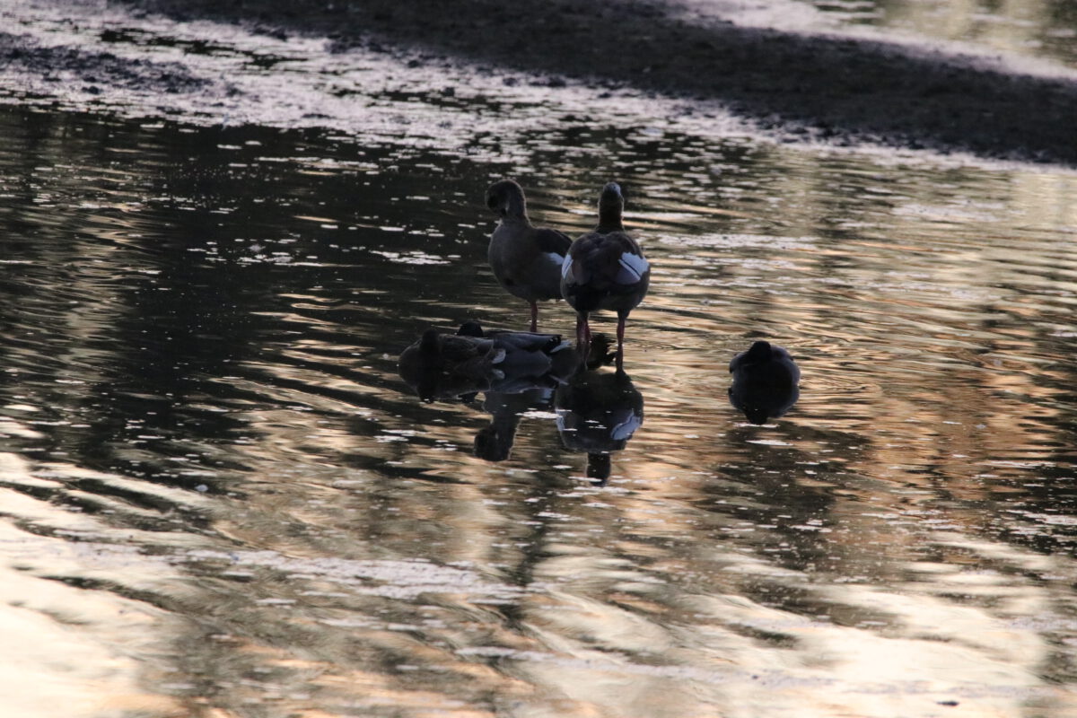 Nilgänse