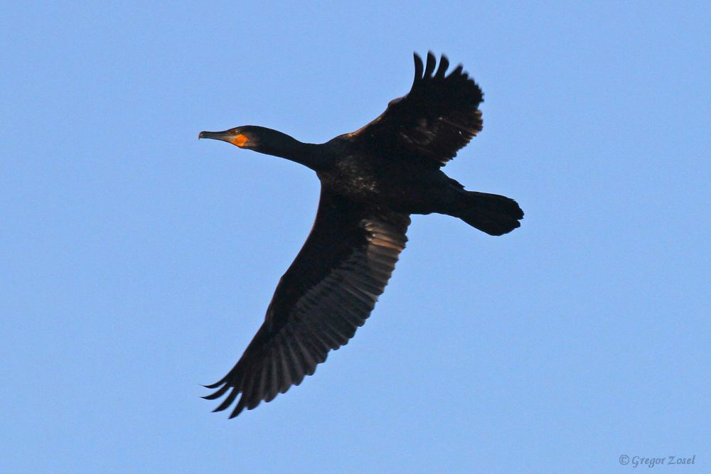 Kormoran