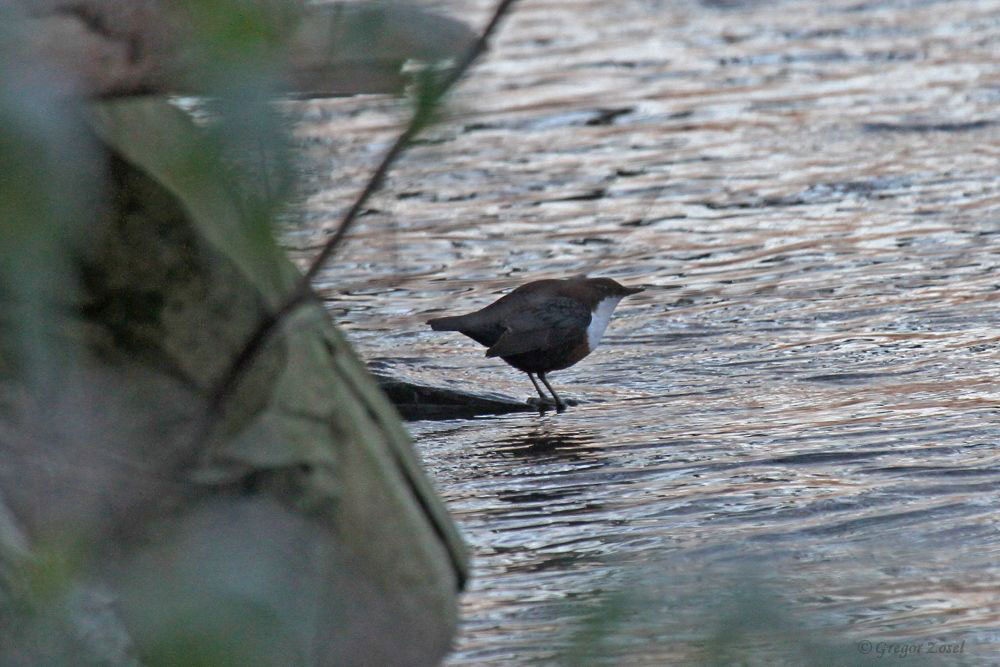 Wasseramsel