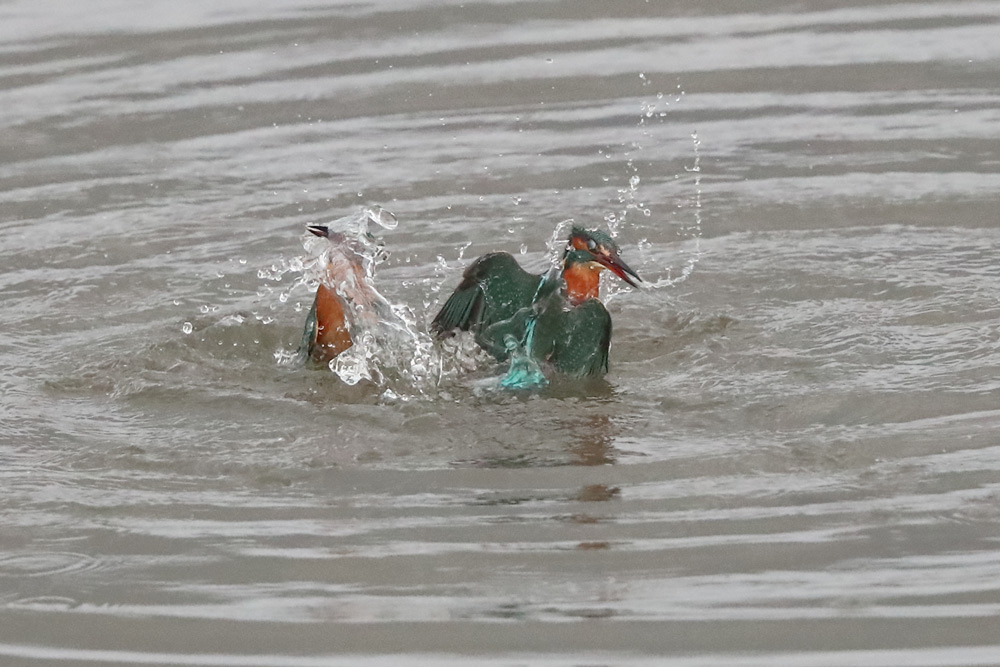 Auseinandersetzung zweier Eisvögel im Wasser