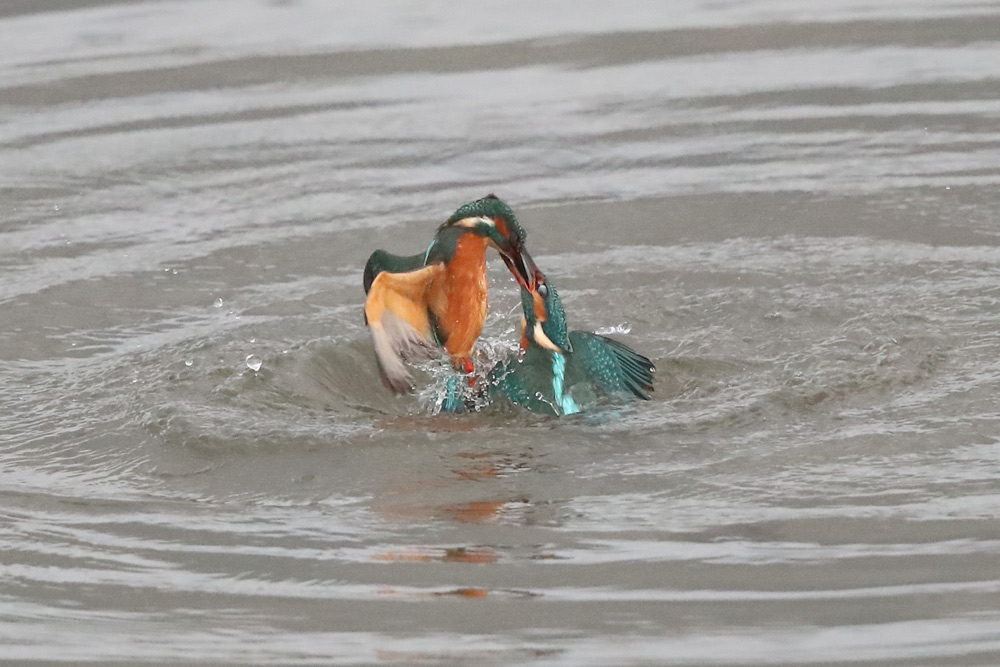 zwei sich im Wasser bekämpfende Eisvögel