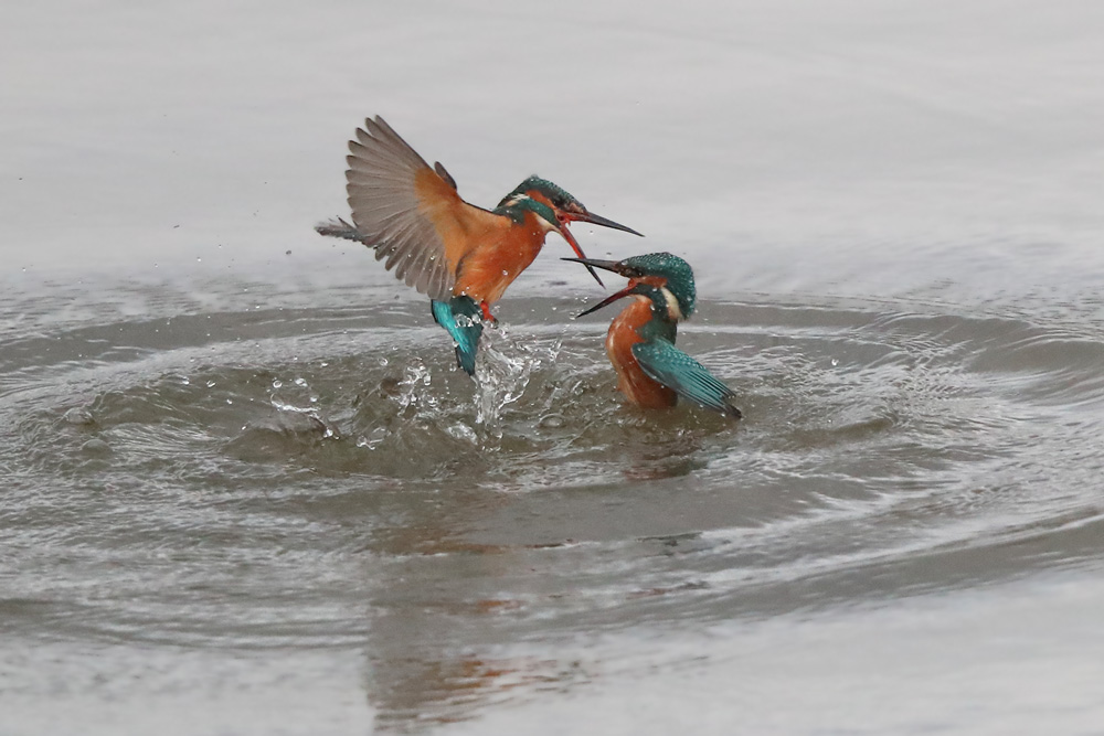Wasserkampf zweier Eisvögel