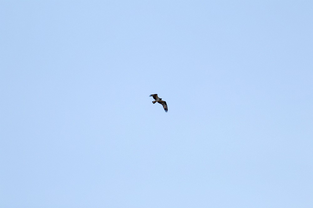 Fischadler über dem Mergelbergwald. 11.04.22 Foto: H. Peitsch