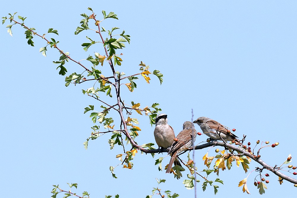 Neuntöter-Männchen mit zwei Jungvögeln. 24.07.22 Foto: Hartmut Peitsch