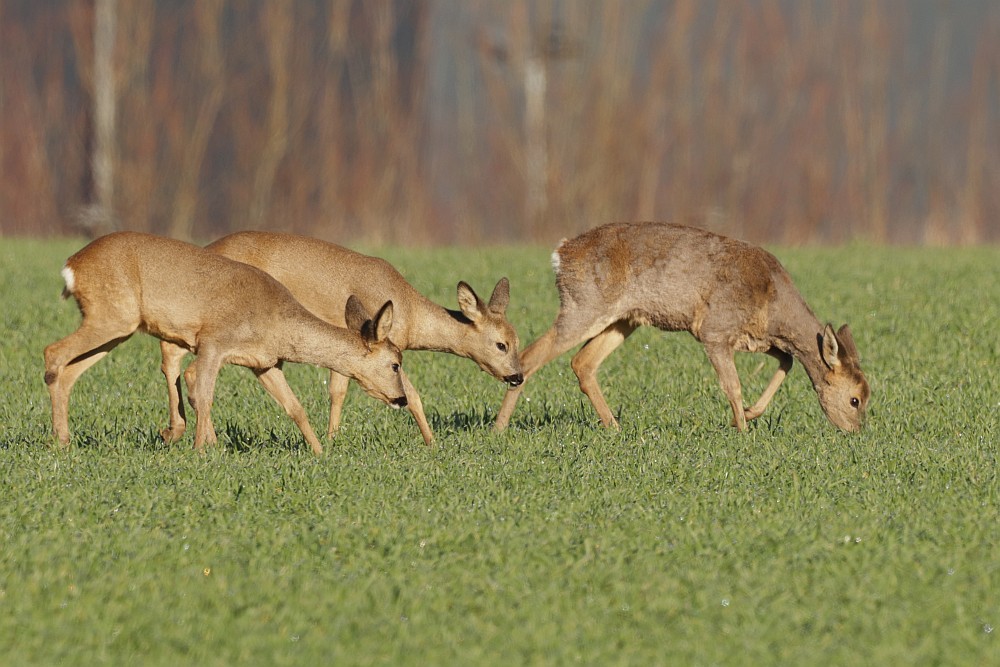 Rehe, 14.02.23 Foto: Hartmut Peitsch