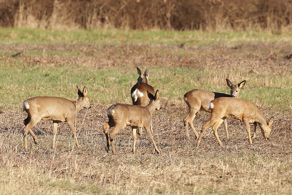 Rehe, 14.02.23 Foto: Hartmut Peitsch