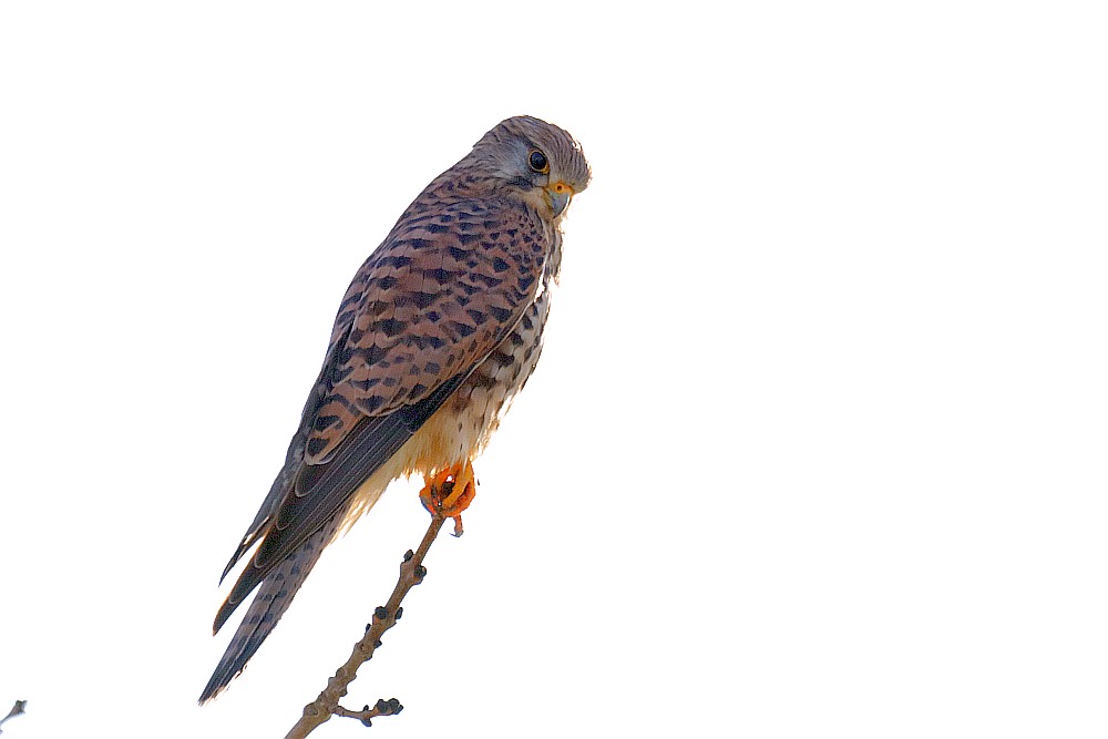 Turmfalke auf Ansitzjagd, 14.02.23 Foto: Hartmut Peitsch