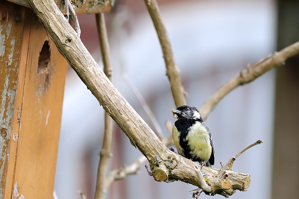 Futtertragende Kohlmeise im eigenen Garten, 30.04.23 Foto: Hartmut Peitsch