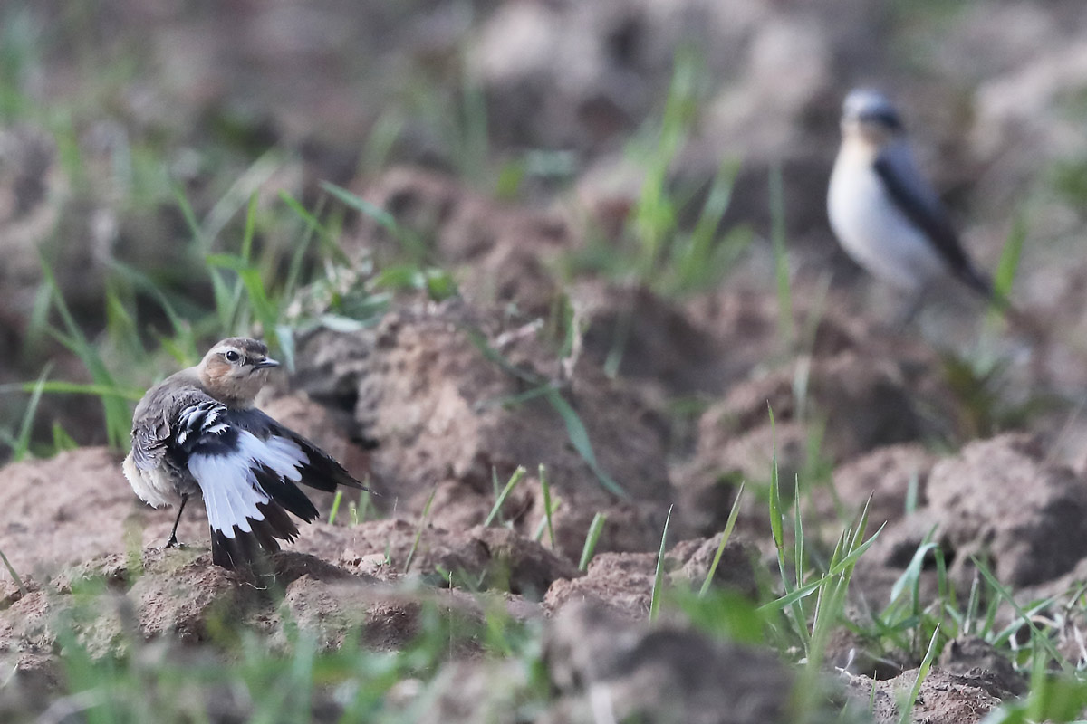 Die weißen Schwanzfedern mit schwarzen Enden fallen bei fliegenden Steinschmätzern sofort ins Auge. Hier putzt sich gerade ein Weibchen (links im Bild); ein Männchen schaut interessiert (?) zu.