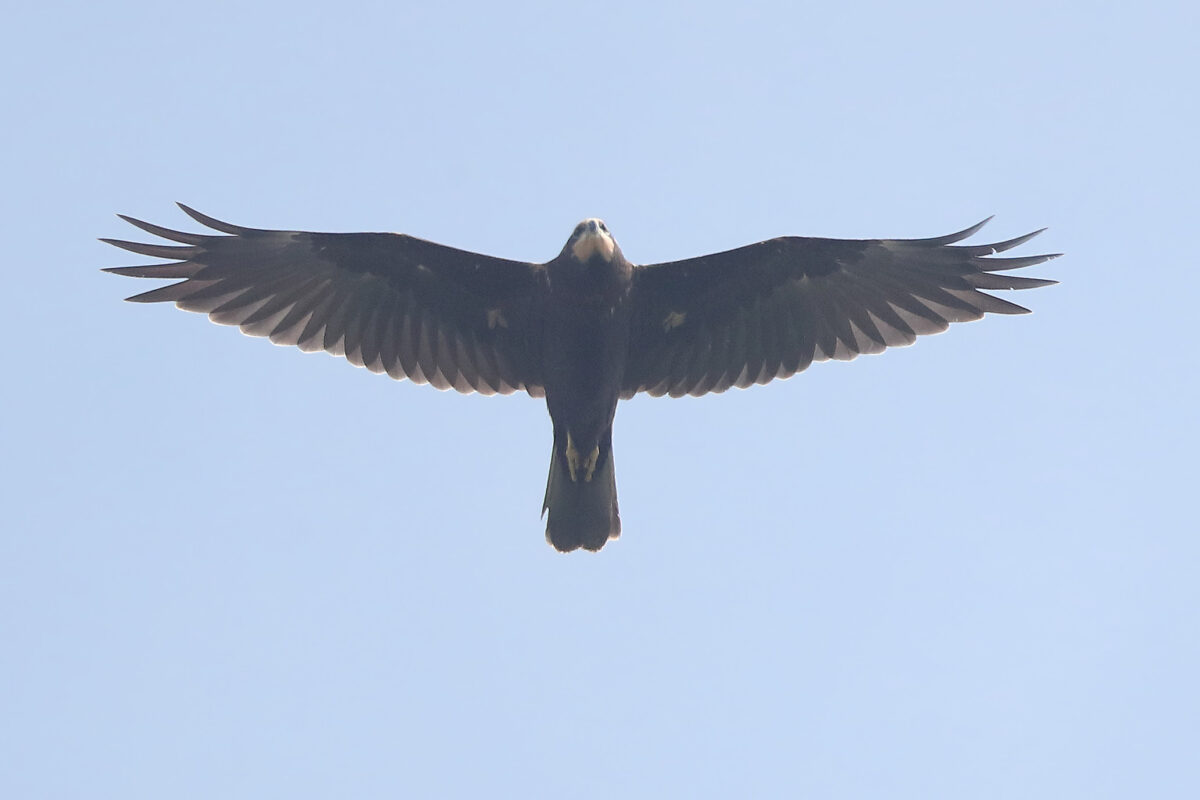 über den Beobachter hinwegfliegende Rohrweihe (Jungvogel) (Foto: H. Knüwer)