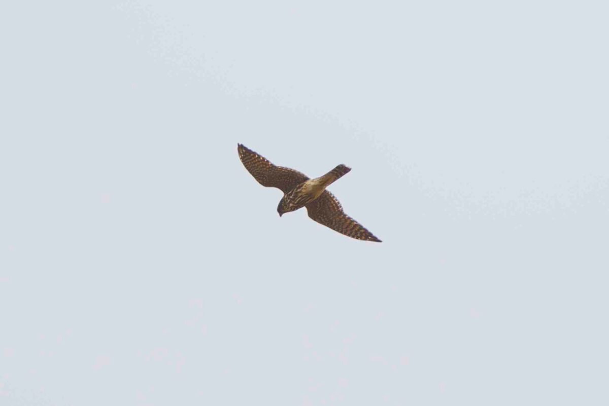 weibchenfarbener Merlin über der Strickherdicker Feldflur am 08.10.2023 (Foto: Harald Maas)