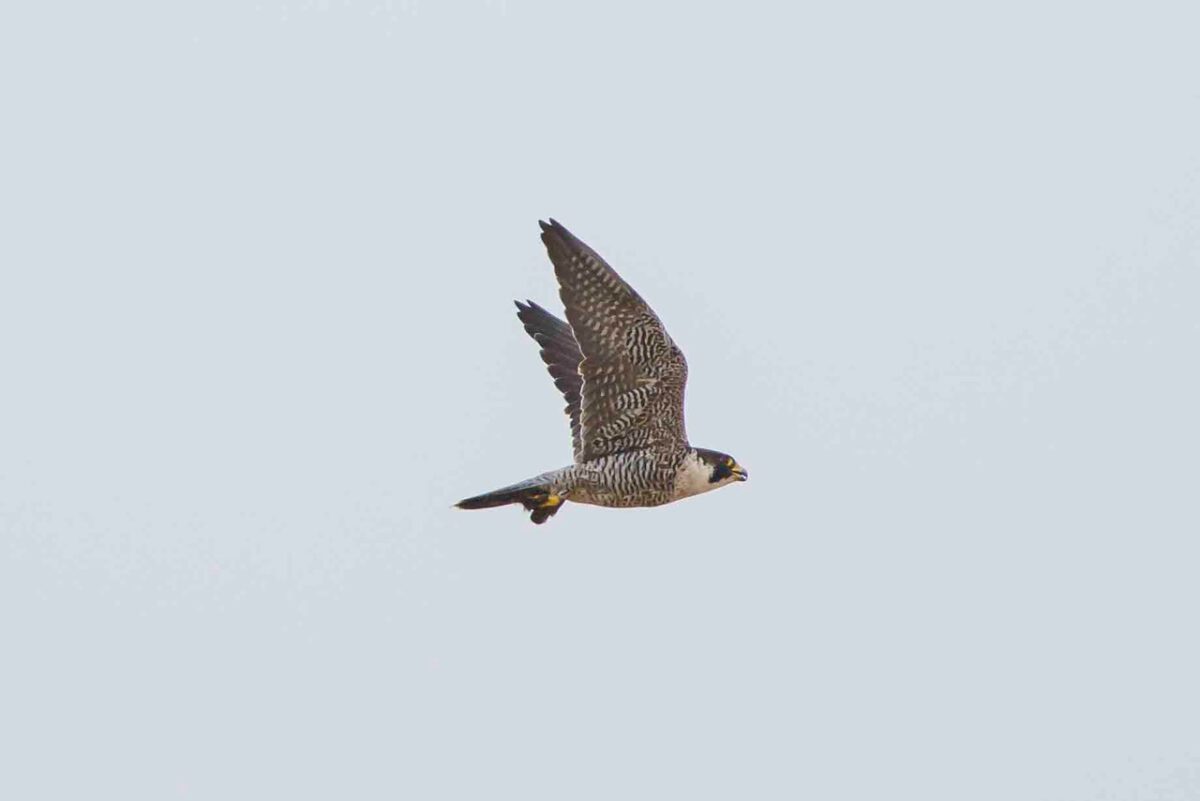 beringter Wanderfalke (älteres Männchen) mit Beute über der Strickherdicker Feldflur am 08.10.2023