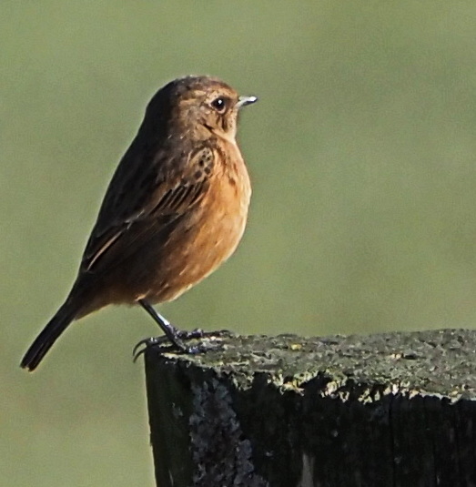 Schwarzkehlchen