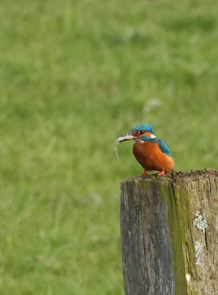 Eisvogel