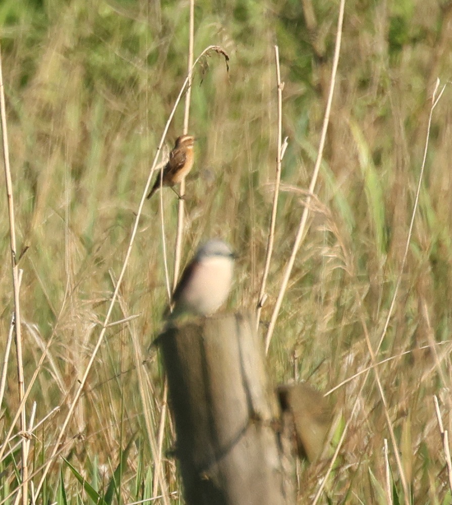 Braunkehlchen und Neuntöter