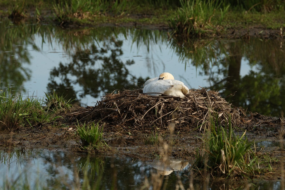 Höckerschwan