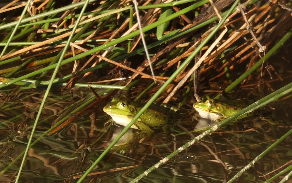 Kleiner Wasserfrosch