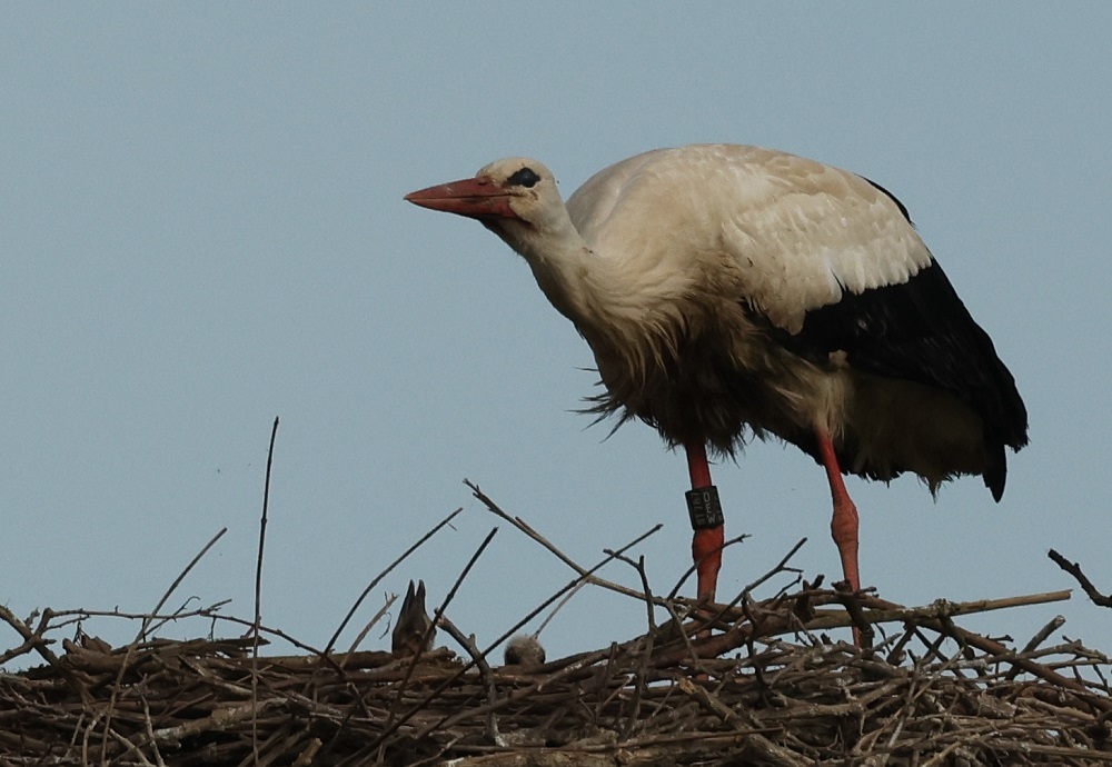 Weissstorch