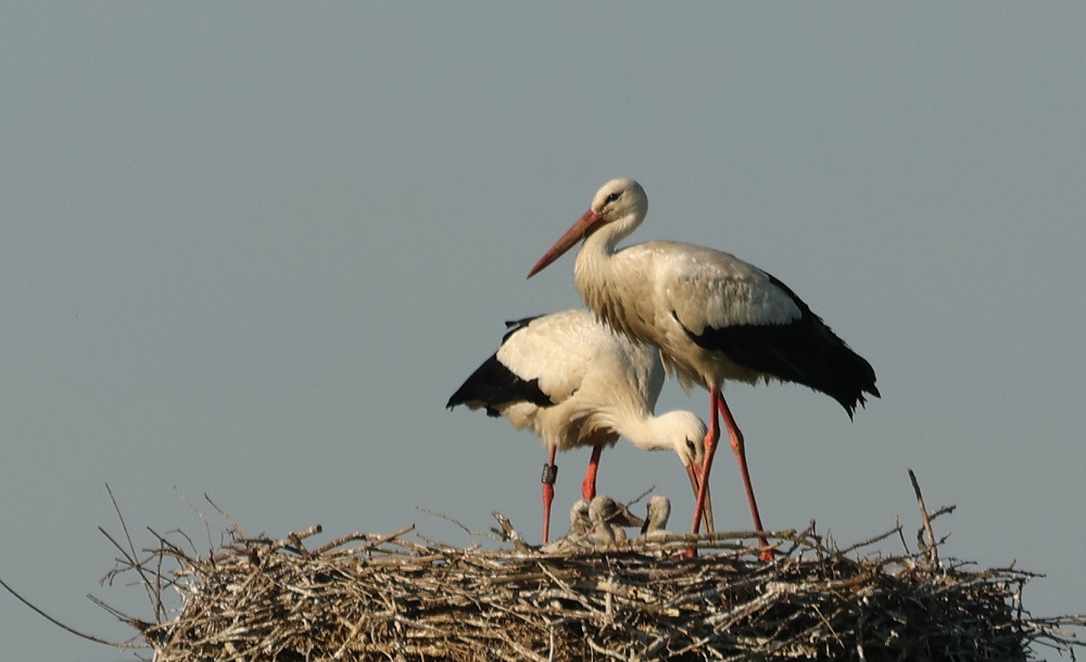 Weißstorch