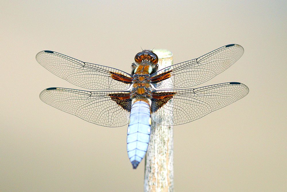 Männliche Plattbauch-Libelle im eigenen Garten. 19.05.24 Foto: Hartmut Peitsch