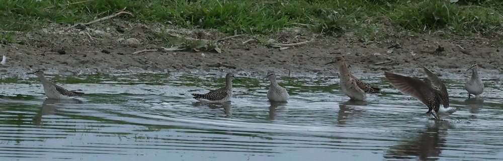 Bruchwasserläufer und Kampfläufer