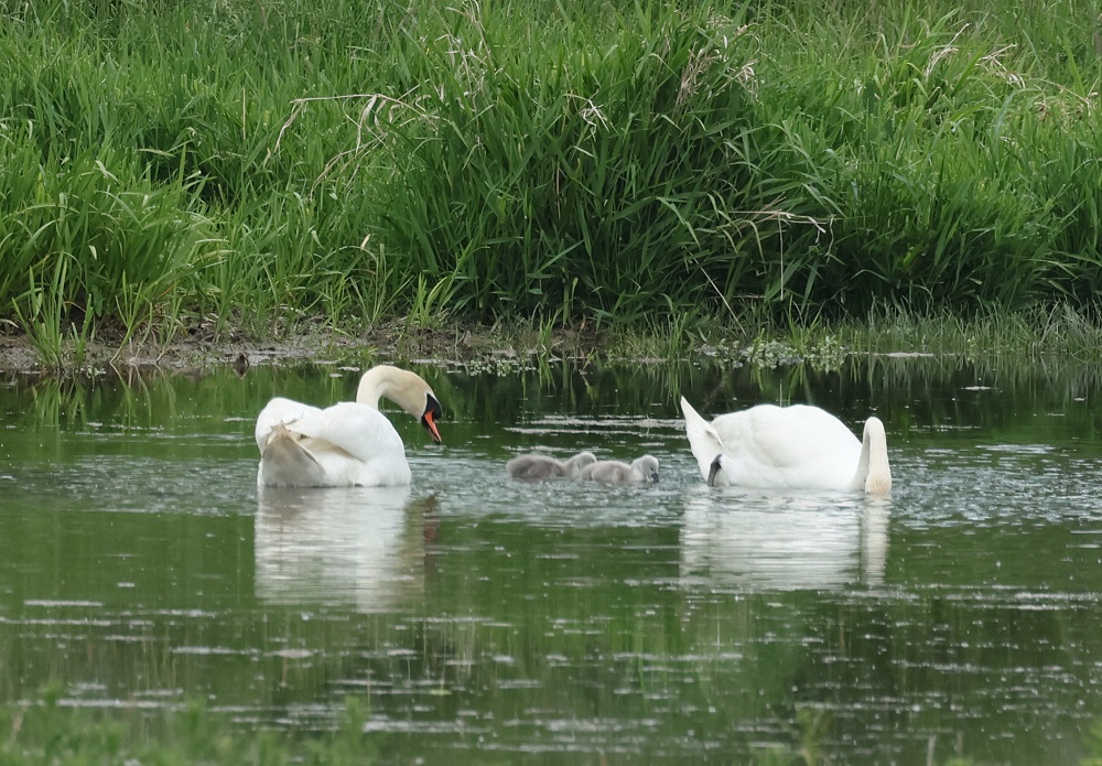 Höckerschwan