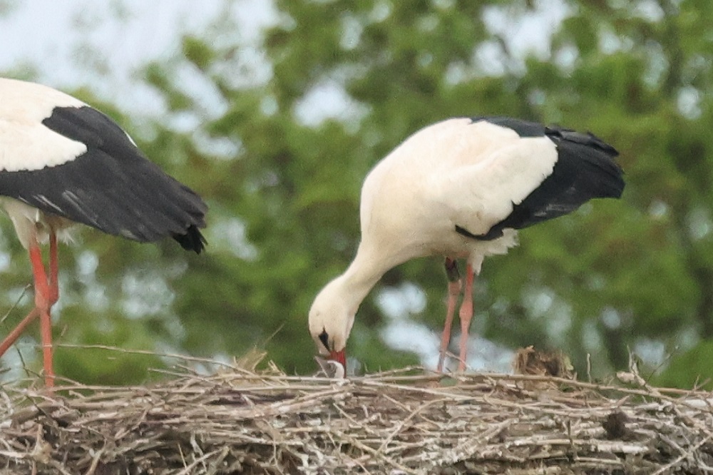Weissstorch