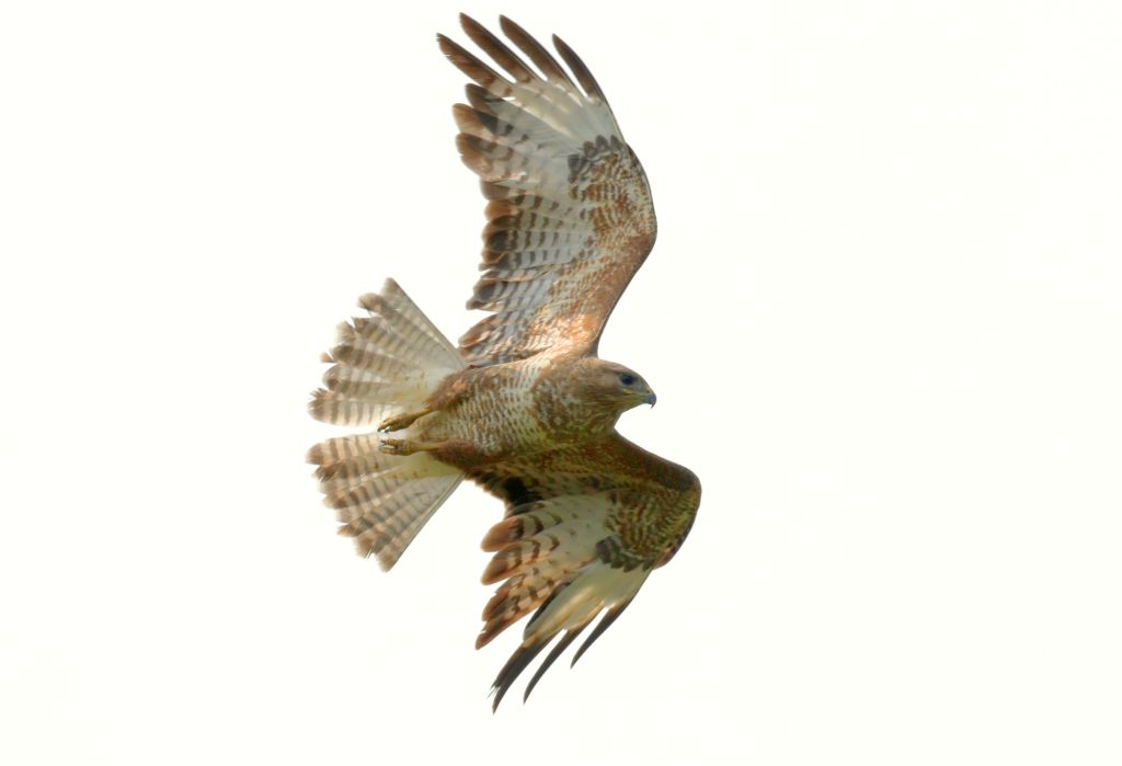 Mäusebussard gerade abfliegend. 09.06.25 Foto: Hartmut Peitsch