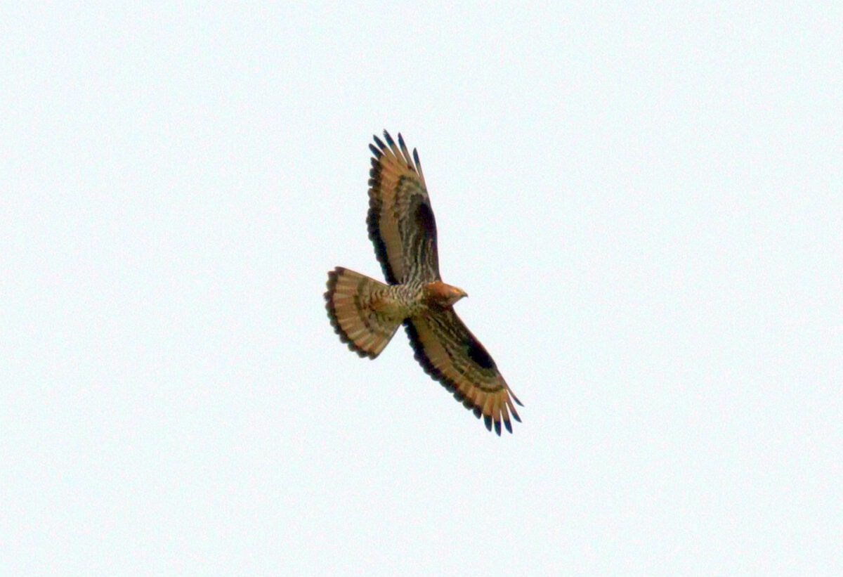 Wespenbussard, 09.06.25 Foto: Hartmut Peitsch