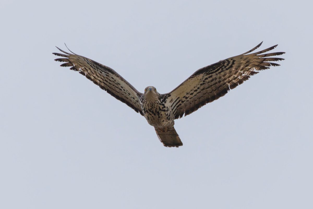 Obwohl dieser Wespenbussard nicht mausert, kann man ihn anhand der gelben Augen und der fehlenden gelben Wachshaut als Altvogel und anhand der Schwanzbänderung als Weibchen erkennen.