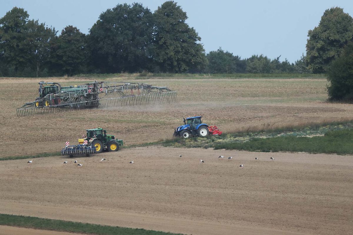 Die Weißstörche lassen sich durch den Großmaschineneinsatz in keinster Weise von der Nahrungssuche abhalten. Bausenhagen, 27.08.25 