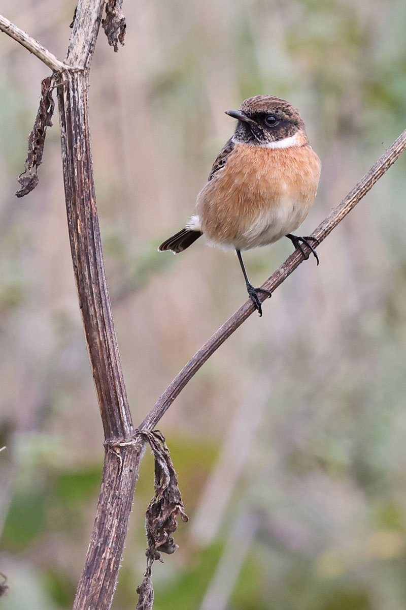 Mit mehreren Exemplaren in der Strickherdicker Feldflur anwesend: Schwarzkehlchen (hier ein Männchen). (Foto: B. Glüer)