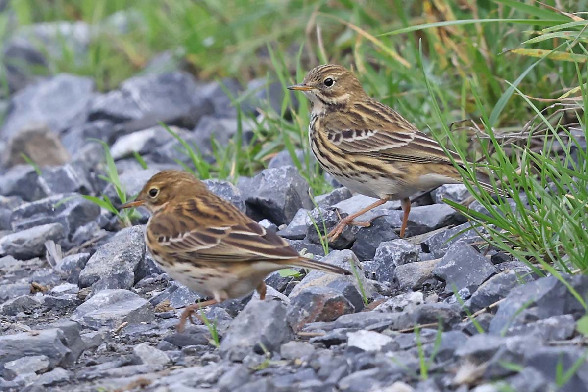 Zwei Wiesenpieper zeigten sich ausnahmsweise mal am Wegesrand. (Foto: B. Glüer)