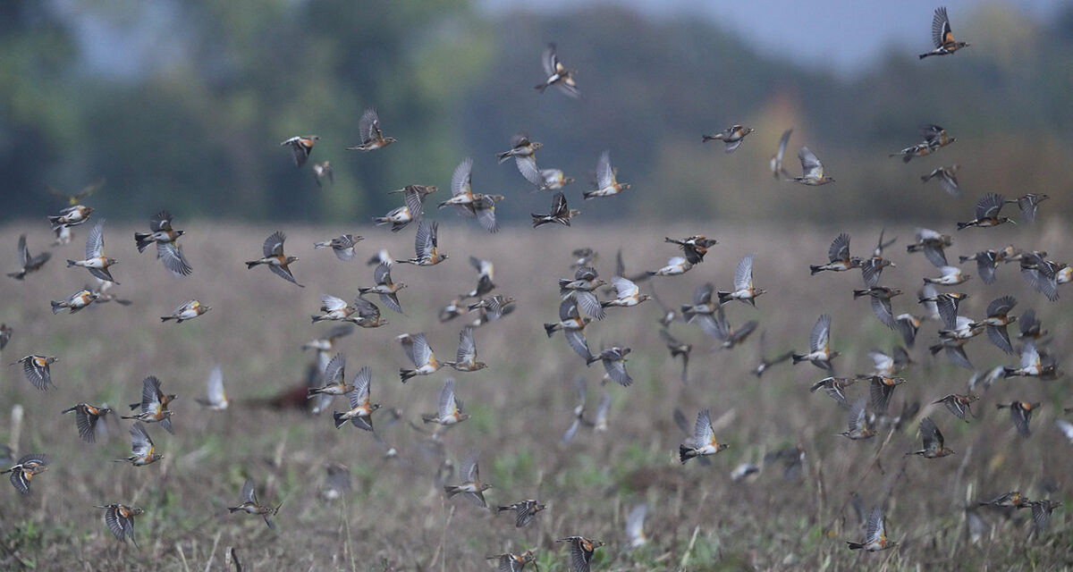 Zweimal mischte ein Sperber den Schwarm auf. Erwischt hat er keinen der Finken. (Foto: H. Knüwer)