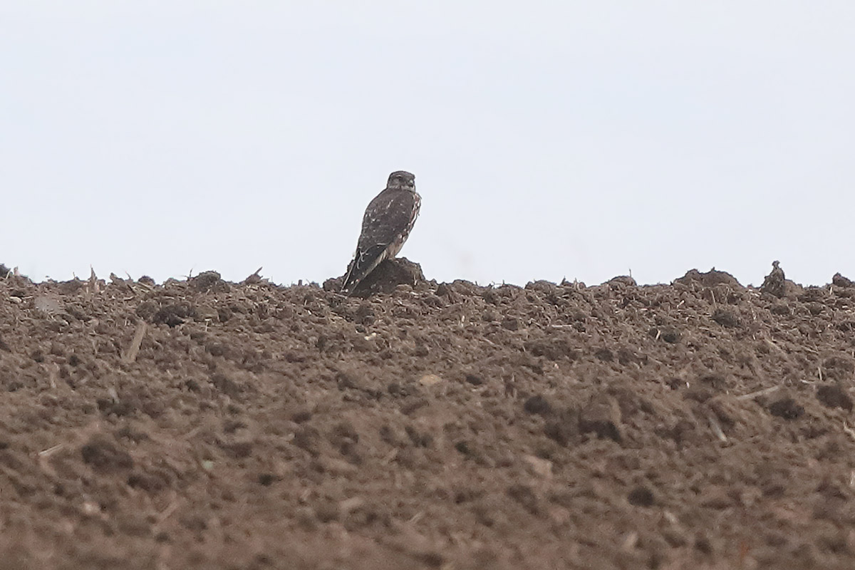 Von einer Bodenkuppe hatte dieser junge Merlin einen guten Rundumblick auf das große, sich ihm bietende Nahrungsangebot.