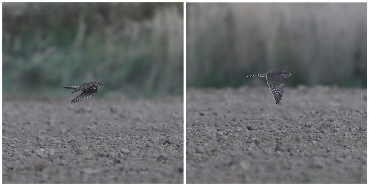 Kaum ein anderer Greifvogel ist so blitzschnell unterwegs wie dieser kleine Falke. Bisher gibt es nur vergleichsweise wenige Meldungen von Merlinen aus diesem Herbst.