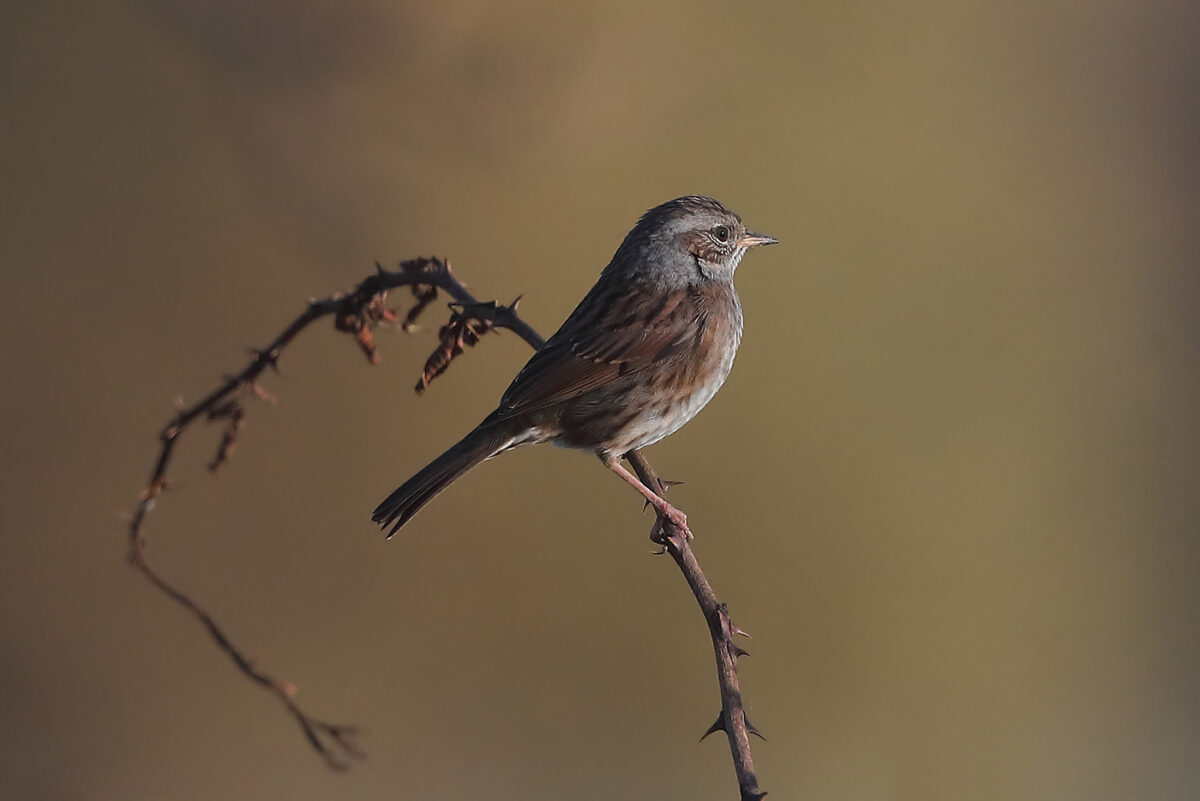 Nach eigener Einschätzung scheinen Heckenbraunellen in diesem Herbst gar nicht so häufig zu sein. – Strickherdicker Feldflur, 06.11.25