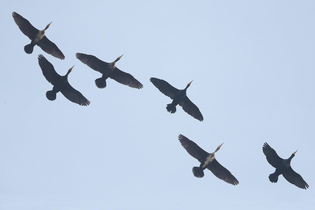 Ausschnitt aus einer niedrig über Lünern hinwegfliegenden Kormorankette