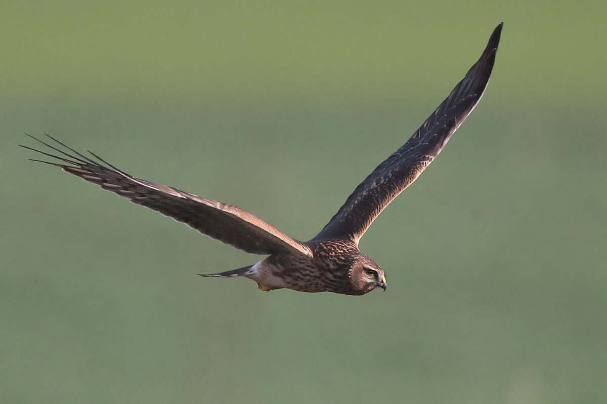 diesjährige Kornweihe in der Strickherdicker Feldflur