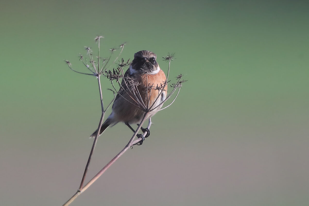 Immer wieder schön anzuschauen - Schwarzkehlchen.