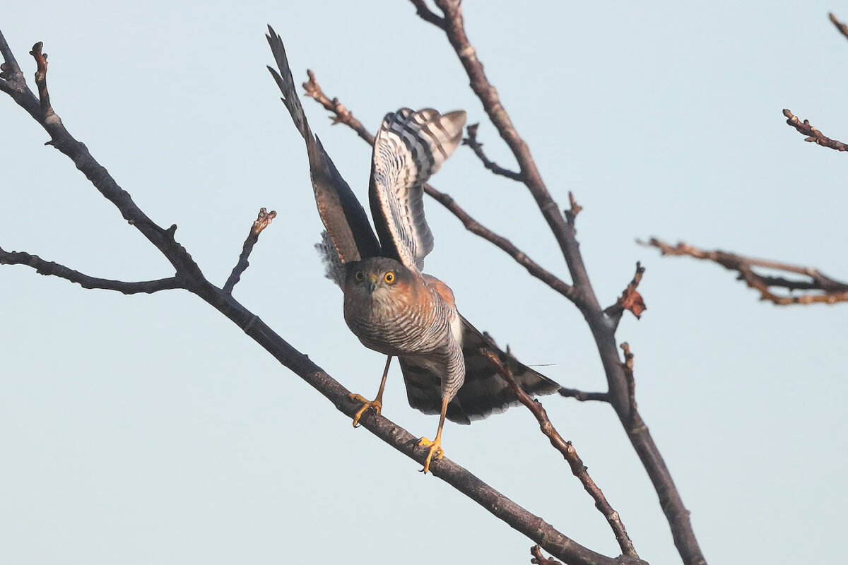 Als dieses Sperbermännchen niedrig an einer Gehölzreihe entlangflog, gingen unzählige Kleinvögel hoch, die dort zuvor gar nicht wahrzunehmen waren.