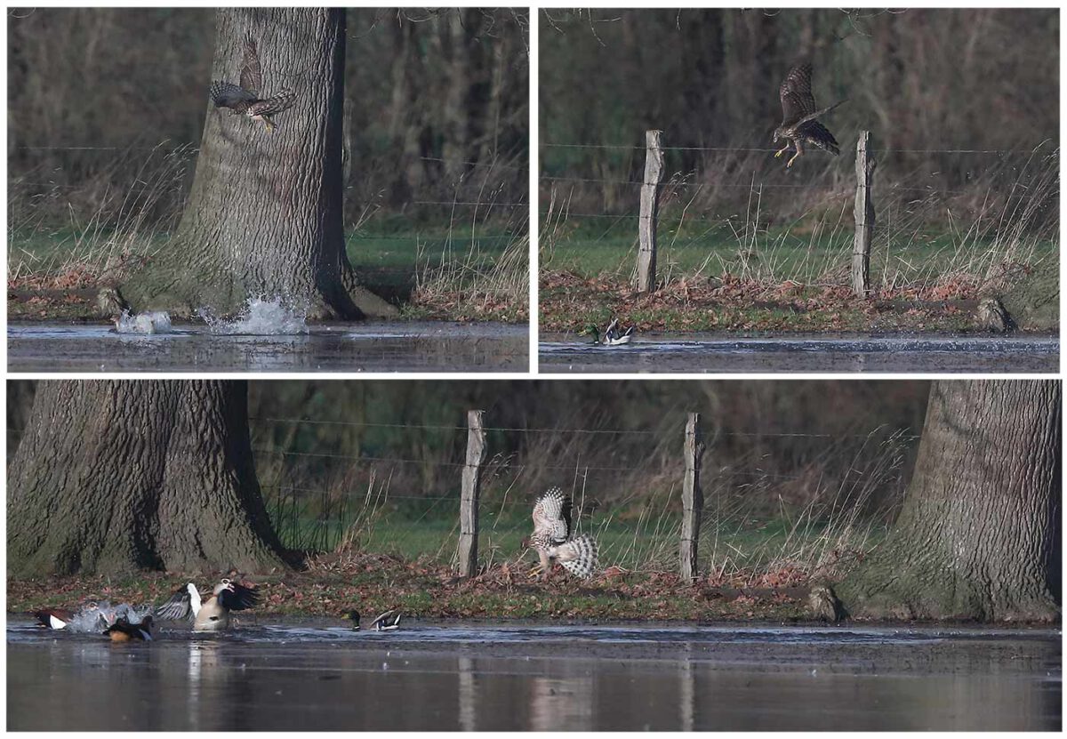 Dreimal versuchte der Habicht, eine Stockente zu erbeuten. Alle Fangversuche schlugen fehl. Die Ente entzog sich dem Zugriff jeweils durch geschicktes Abtauchen. Der Habicht hatte das Nachsehen. Im Bild drei Szenen der Aktion am 12.12.2025. 