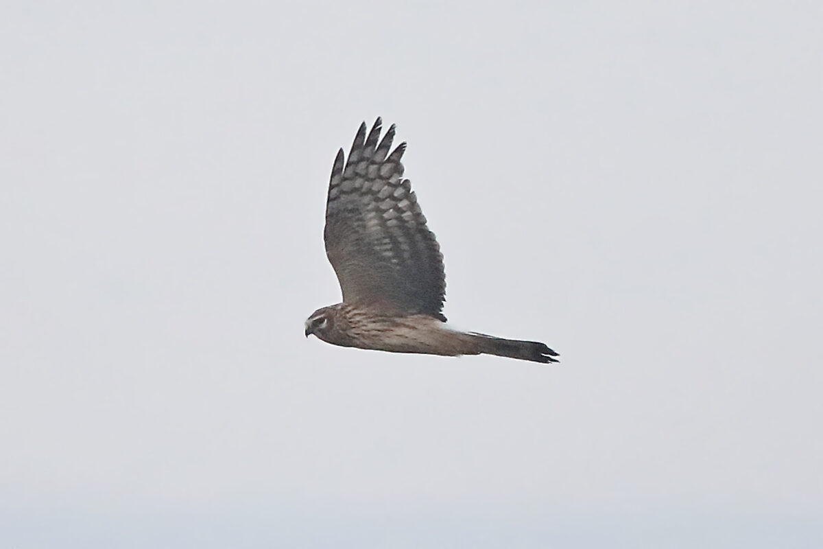 Kornweihe in den Hemmerder Wiesen am 20.12.25