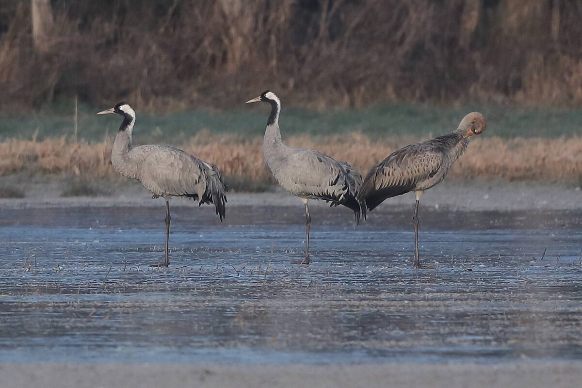 wohl in diesem Herbst/Winter erstmalig in den Hemmerder Wiesen rastende Kraniche am 27.12.25 