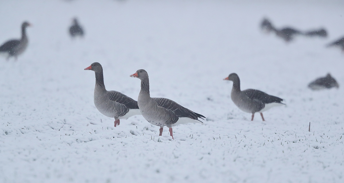 Auf Grünland und auf Ackerflächen mit Wintersaat kommen Gänse immer noch an die Grashalme als Nahrungsquelle. Gänse leiden deshalb unter den gegenwärtigen winterlichen Bedingungen weit weniger als manch andere Art. Das Foto zeigt Graugänse im Umfeld der Hemmerder Wiesen. (