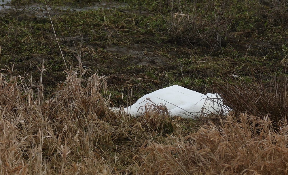 Höckerschwankadaver