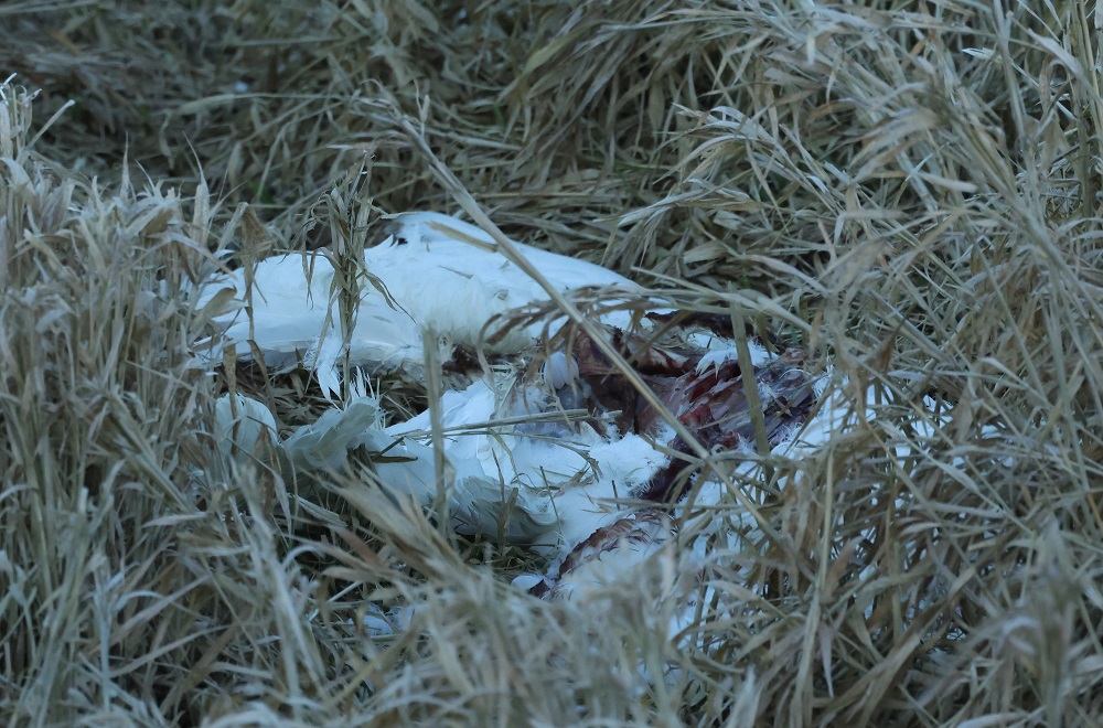 Höckerschwankadaver