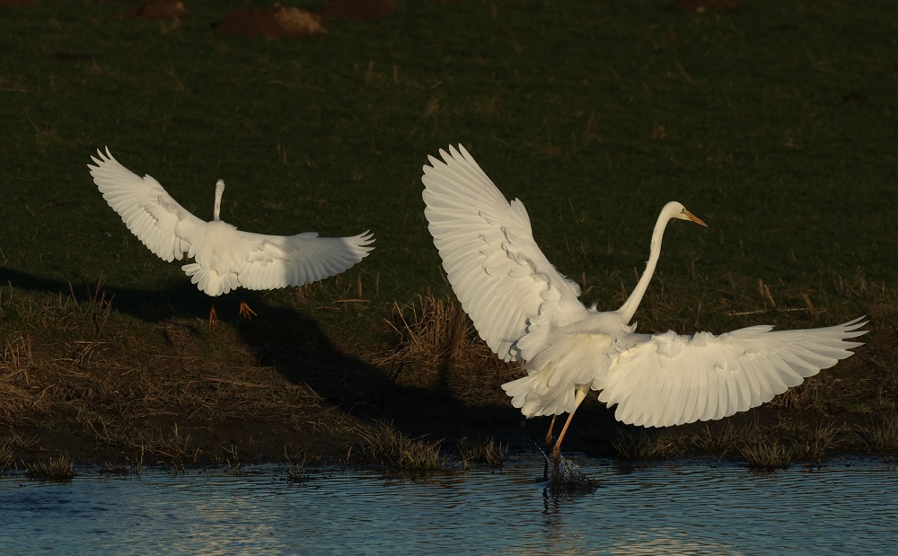 Seidenreiher und Silberreiher