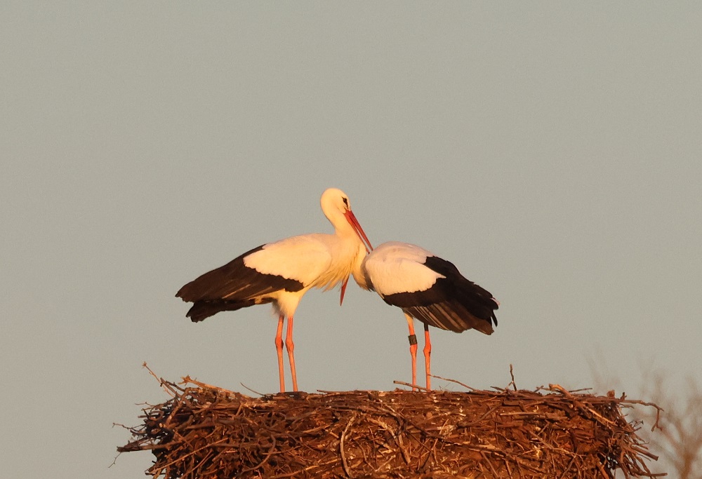 Weißstorch